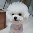 조선생 펫살롱 이미지