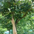 느티나무 할아버지 이미지