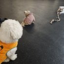 개와 사람(애견호텔) | 신림애견카페 평생사랑할개 강아지가 세상을 구한다!!!