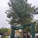 유연선「동백꽃」 | [내돈내산 숙소 후기] 강원도 양양 여행지 숙소 추천 “트리플리조트 글램핑장” 재방문
