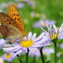 벌과나비 이미지