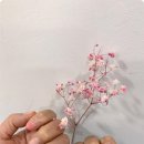 네일모아노