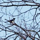 덕구유황원탕 이미지