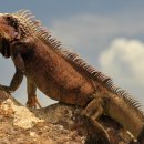 이구아나 이미지