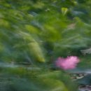 산포홍련마을 이미지