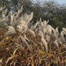 제59차 정기여행/ 대청호 4구간 호반낭만길 트래킹(12/14) 이미지