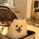 심장병 강아지의 폐렴 입원 후기 / 부평 아프리카 동물의료센터
