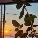 국제유선(해피호) 이미지