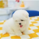 함께 있어줄개 이미지