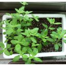 나눔한방허브 이미지