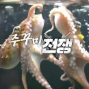 스타견 | 실화탐사대 쭈꾸미 스타견의 두 얼굴