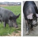 제주흑돼지 이미지