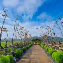 Flower Garden 이미지