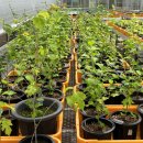 무궁화집 이미지