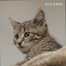 애니존동물병원 이미지