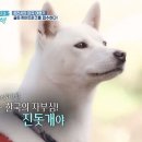 글로벌진돗개 이미지