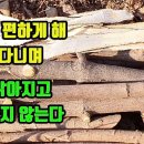 신나무-비타민c, 녹차보다도 훨씬 뛰어난 항산화 효과! 수시로 달여 마시면 나이들어도 질병없이 팔팔한 젊음을 유지할수있다, 나이들어 기 이미지