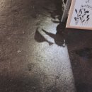 백설사 이미지