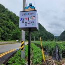 일월초등학교(청기분교) | [체험후기] 프리저브드 플라워 , 꽃차 체험 후기