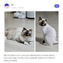 코냥코냥 이미지