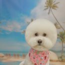 패밀리앤퍼피 이미지