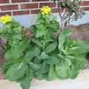 둥지식당 이미지