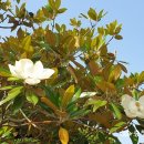 목화 충청일보