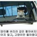 버리실 Daum카페