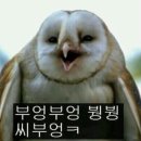 빙고떡볶이 이미지