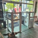 명품고양이카페 이미지