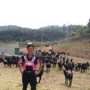 강진흑염소 이미지