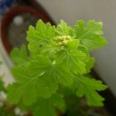 들마루집 이미지