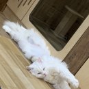 고양이 주택 이미지