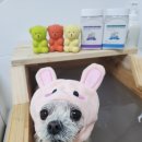 애플스파 이미지