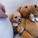 타이니펫 송파헬리오시티점 이미지