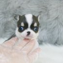 일산강아지분양 라펫 이미지