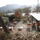 벌과 사람 이미지