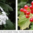 산야초 -백당나무 이미지