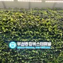 종합버스터미널, 범어사 가는 방법, 연등축제, 뚜벅이 여행, 광안리, 민락회타운, 고성상회, 회 포장 후기