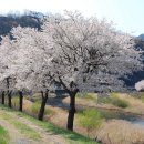 4월 13일 산벚꽃 흐드러진 문경의 봄날과 청풍호수 벚꽃길 이미지