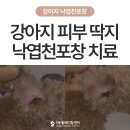 티오메디칼 | 강아지 낙엽 천포창 치료 후기 | 얼굴과 발에 피부 딱지가 생겼다면 의심하세요 – 울산·경주·포항...