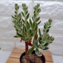 화원농장1 이미지