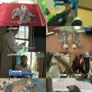 맹수 농장 이미지