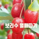 보리수 이미지