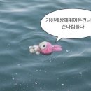 감포일출복어 이미지