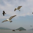 바다갈매기