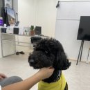 포어스맨즈헤어 이미지
