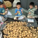 🥔영국반-감자 생태활동🥔 이미지