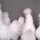 홍실 이미지
