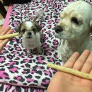 멍멍이PC 이미지